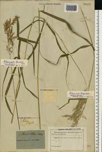 Calamagrostis purpurea (Trin.) Trin., Eastern Europe, North-Western region (E2) (Russia)