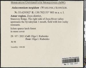 Aulacomnium turgidum (Wahlenb.) Schwägr., Bryophytes, Bryophytes - Russian Far East (excl. Chukotka & Kamchatka) (B20) (Russia)