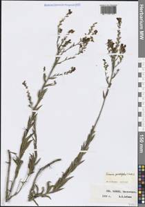 Linaria genistifolia (L.) Mill., Caucasus, Stavropol Krai, Karachay-Cherkessia & Kabardino-Balkaria (K1b) (Russia)