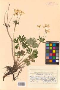 Anemonastrum narcissiflorum subsp. crinitum (Juz.) Raus, Siberia, Chukotka & Kamchatka (S7) (Russia)