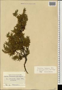 Juniperus communis var. communis, Caucasus, Azerbaijan (K6) (Azerbaijan)