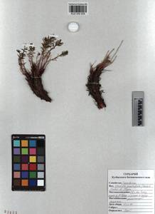 KUZ 000 935, Rhodiola quadrifida (Pall.) Fisch. & C. A. Mey., Siberia, Altai & Sayany Mountains (S2) (Russia)
