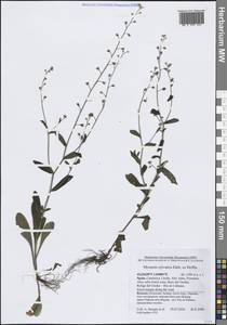 Myosotis sylvatica Ehrh. ex Hoffm., Western Europe (EUR) (Spain)