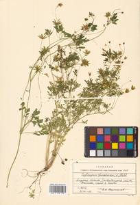 Leptopyrum fumarioides (L.) Rchb., Siberia, Russian Far East (S6) (Russia)