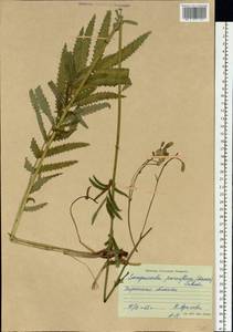 Poterium tenuifolium var. alba (Trautv. & C. A. Mey.), Siberia, Baikal & Transbaikal region (S4) (Russia)