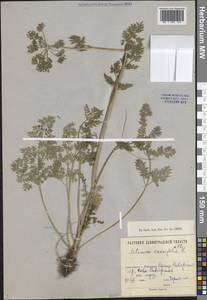 Selinum carvifolia (L.) L., Eastern Europe, North-Western region (E2) (Russia)