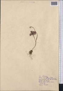 Allium oreophilum C.A.Mey., Middle Asia, Western Tian Shan & Karatau (M3) (Kazakhstan)