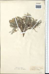 Astragalus pallasii Sprengel, Middle Asia, Northern & Central Kazakhstan (M10) (Kazakhstan)