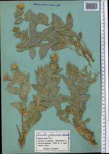 Inula glauca C. Winkl., Middle Asia, Pamir & Pamiro-Alai (M2) (Tajikistan)