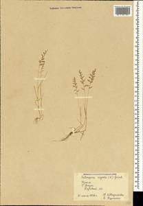 Catapodium rigidum (L.) C.E.Hubb., Crimea (KRYM) (Russia)