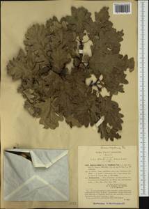 Quercus pubescens Willd. , nom. cons., Western Europe (EUR) (Italy)