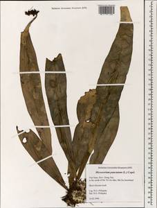Microsorum punctatum (L.) Copel., South Asia, South Asia (Asia outside ex-Soviet states and Mongolia) (ASIA) (Vietnam)