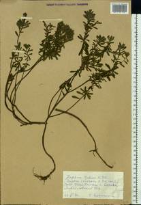 Daphne cneorum L., Eastern Europe, North Ukrainian region (E11) (Ukraine)