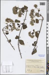Senecio, South Asia, South Asia (Asia outside ex-Soviet states and Mongolia) (ASIA) (China)