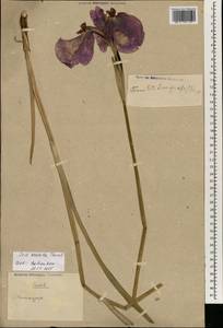 Iris ensata Thunb., South Asia, South Asia (Asia outside ex-Soviet states and Mongolia) (ASIA) (China)