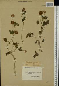 Trifolium hybridum L., Eastern Europe, Northern region (E1) (Russia)