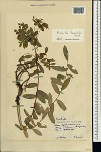 Euphorbia tauricola Prokh., Crimea (KRYM) (Russia)
