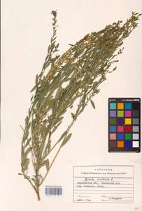 Genista tinctoria L., Eastern Europe, Central forest-and-steppe region (E6) (Russia)