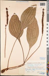 Plantago cornuti Gouan, Eastern Europe, North Ukrainian region (E11) (Ukraine)