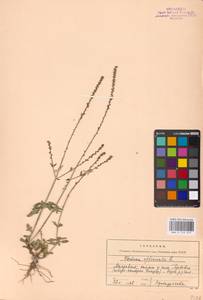 MHA 0 153 979, Verbena officinalis L., Eastern Europe, Moldova (E13a) (Moldova)