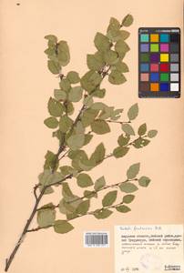 Betula fruticosa Pall., Siberia, Russian Far East (S6) (Russia)