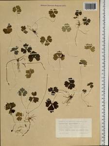 Coptidium lapponicum (L.) Á. Löve & D. Löve, Siberia, Western Siberia (S1) (Russia)