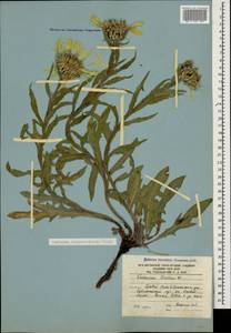 Centaurea cheiranthifolia Willd., Caucasus, South Ossetia (K4b) (South Ossetia)