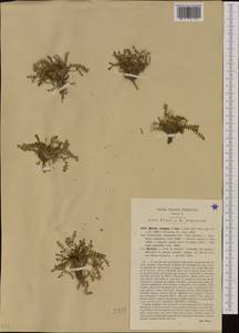 Morisia monanthos (Viv.) Asch., Western Europe (EUR) (Italy)