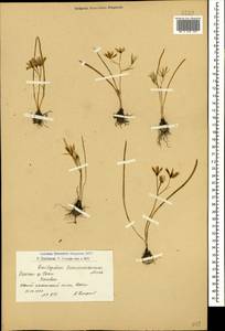 Ornithogalum transcaucasicum Miscz. ex Grossh., Caucasus, Armenia (K5) (Armenia)