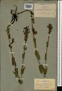 Nepeta betonicifolia, Caucasus, Armenia (K5) (Armenia)