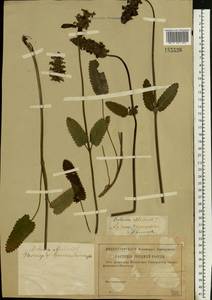 Betonica officinalis subsp. officinalis, Eastern Europe, Middle Volga region (E8) (Russia)