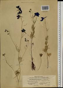 Delphinium grandiflorum L., Siberia, Baikal & Transbaikal region (S4) (Russia)