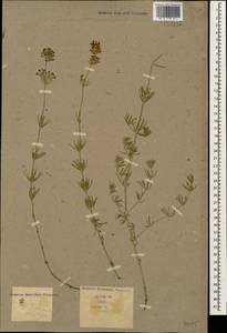 Asperula prostrata (Adams) K.Koch, Caucasus (no precise locality) (K0)