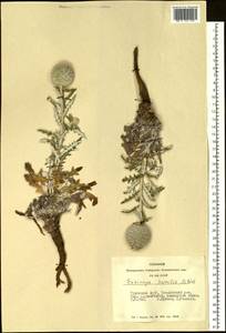 Echinops humilis M. Bieb., Siberia, Altai & Sayany Mountains (S2) (Russia)