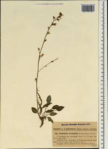 Asyneuma lobelioides (Willd.) Hand.-Mazz., Caucasus, Turkish Caucasus (NE Turkey) (K7) (Turkey)