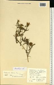 Centaurea iberica Trevis. ex Spreng., Eastern Europe, Moscow region (E4a) (Russia)