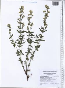 Galium turkestanicum Pobed., Middle Asia, Western Tian Shan & Karatau (M3) (Kyrgyzstan)