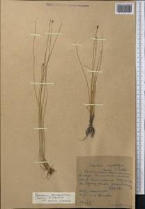 Eleocharis quinqueflora (Hartmann) O.Schwarz, Middle Asia, Western Tian Shan & Karatau (M3) (Kyrgyzstan)