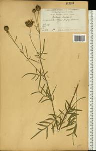 Centaurea scabiosa L., Eastern Europe, Central forest-and-steppe region (E6) (Russia)