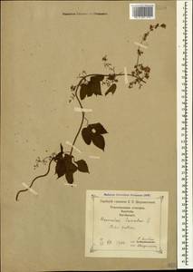 Humulus lupulus L., Caucasus, Georgia (K4) (Georgia)