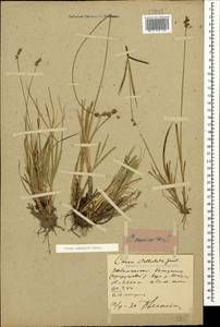 Carex echinata Murray, Caucasus, Stavropol Krai, Karachay-Cherkessia & Kabardino-Balkaria (K1b) (Russia)