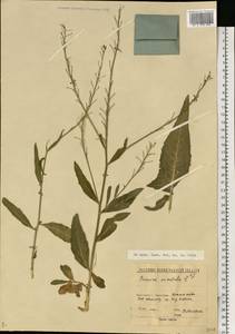 Bunias orientalis L., Eastern Europe, North-Western region (E2) (Russia)