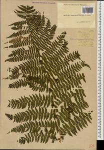 Pseudathyrium alpestre subsp. alpestre, Caucasus, Krasnodar Krai & Adygea (K1a) (Russia)