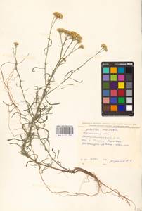 Achillea micrantha Willd., Eastern Europe, South Ukrainian region (E12) (Ukraine)