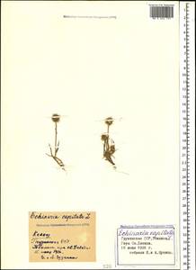 Echinaria capitata (L.) Desf., Caucasus, Georgia (K4) (Georgia)