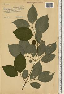 Cornus, Eastern Europe, North Ukrainian region (E11) (Ukraine)