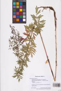 Thalictrum simplex L., Eastern Europe, Central region (E4) (Russia)