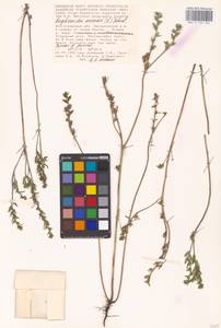 MHA 0 153 556, Buglossoides arvensis, Eastern Europe, Lower Volga region (E9) (Russia)