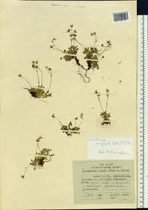Saxifraga flagellaris subsp. flagellaris, Siberia, Chukotka & Kamchatka (S7) (Russia)