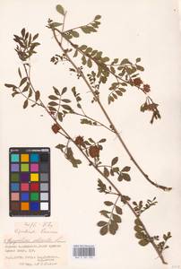 Glycyrrhiza echinata L., Eastern Europe, Lower Volga region (E9) (Russia)